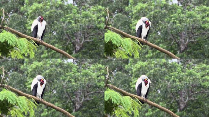 秃鹰王(Sarcoramphus papa)栖息在树枝上，整理羽毛。