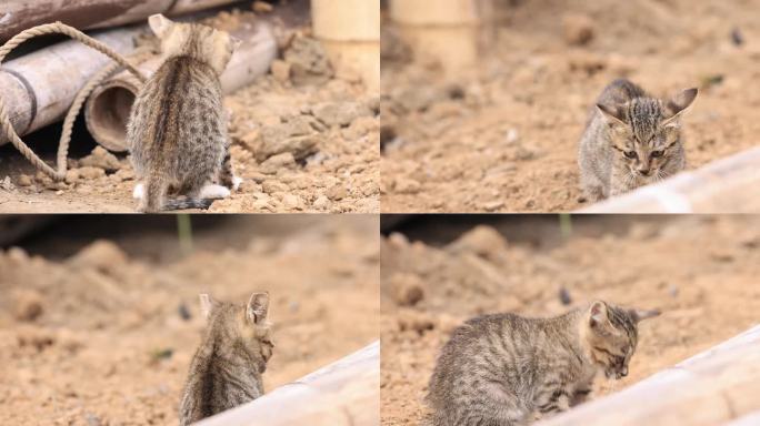 小野猫抓鱼、嬉戏