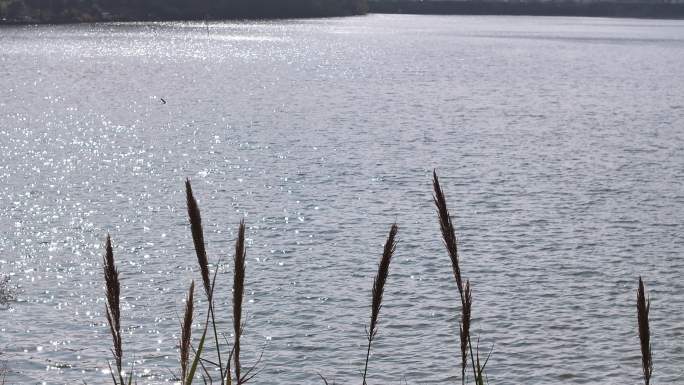 湖面波光粼粼 水面 芦苇 湖景 生活