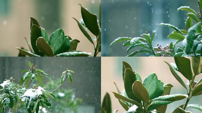 下雪升格慢动作唯美雪花慢镜头高速镜头