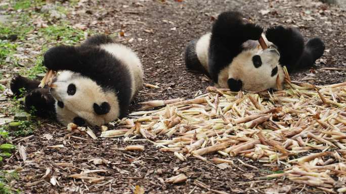 两只可爱国宝大熊猫懒洋洋躺在地上吃竹笋