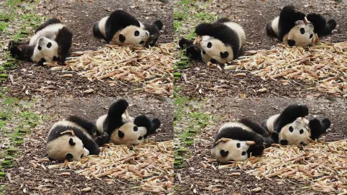 两只可爱国宝大熊猫懒洋洋躺在地上吃竹笋