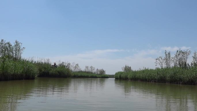 泗洪洪泽湖田天然水杉林湿地