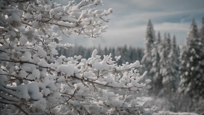 雪景冬季下雪树叶树枝