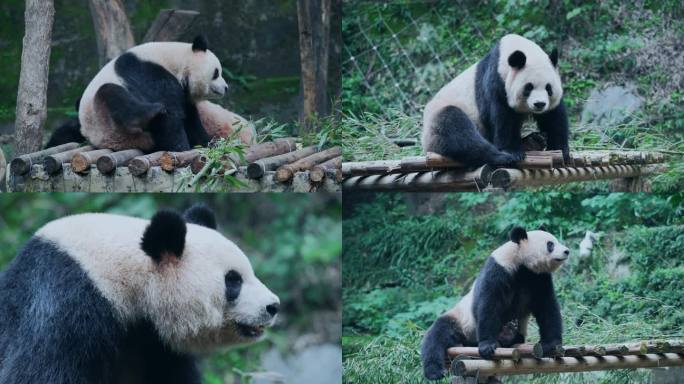 动物园休闲大熊猫