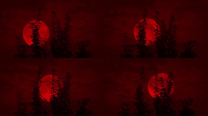 可怕的红月亮在树顶后面移动
