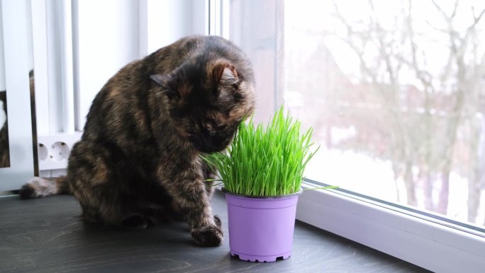 猫坐在窗台上吃燕麦草。健康营养成分。在现场种植。高品质的4k画面。副本的空间。快乐的动物和健康的食物