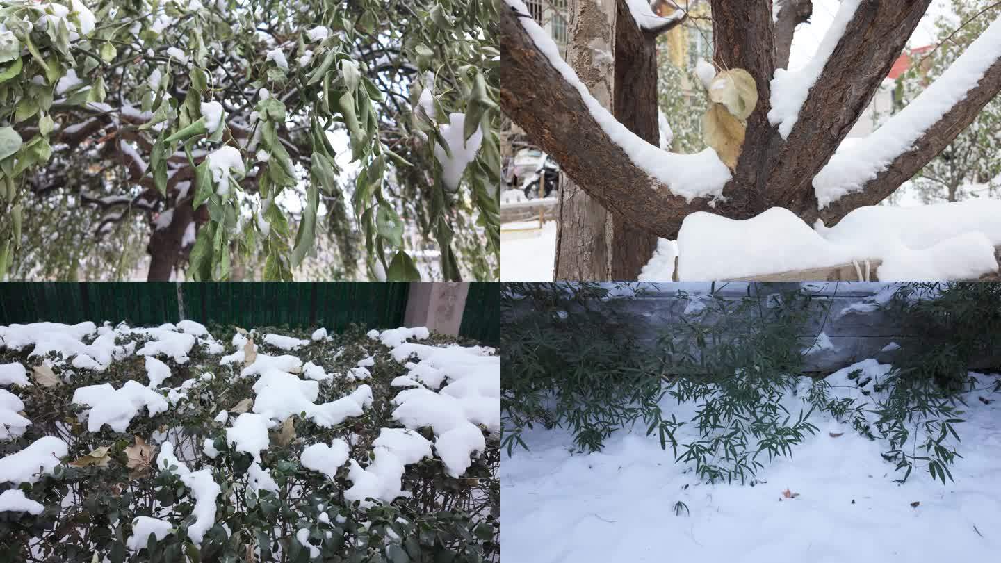 雪景植物空境