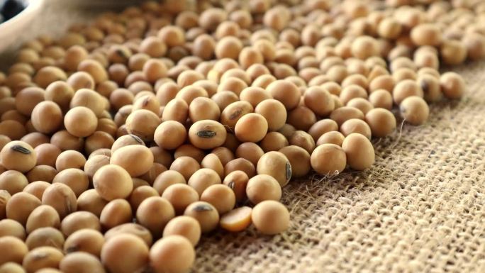 大豆蛋白植物，对身体和健康有益。