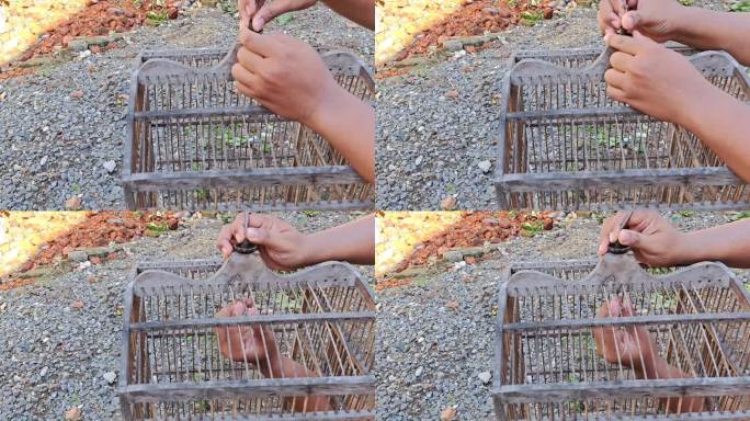 一个男人正在修理一个破碎的鸟笼，非常适合家庭和环境宣传媒体
