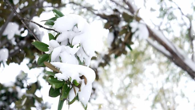 下雪天城市掠影打雪仗城市雪景空镜头