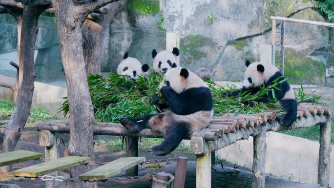 国宝大熊猫四喜丸子吃竹叶