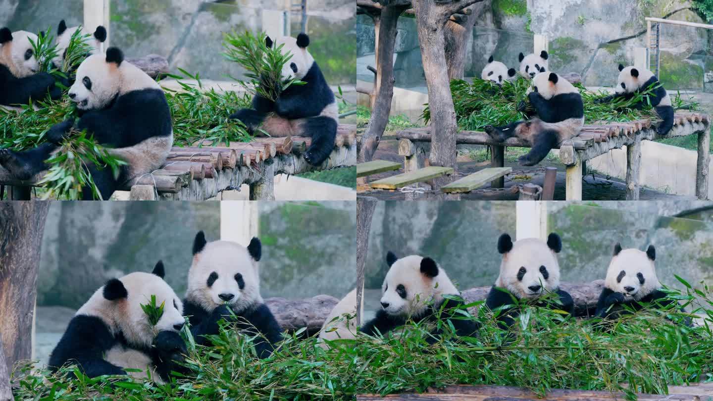 国宝大熊猫四喜丸子吃竹叶