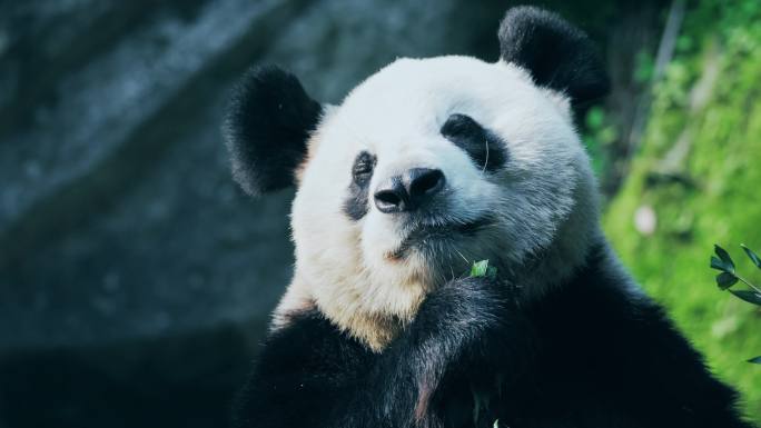 国宝大熊猫吃竹叶