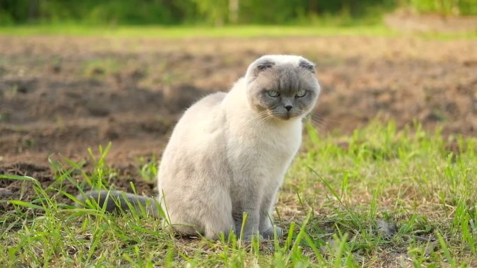 优雅的苏格兰折耳猫走在绿色的草地上。有趣的小猫在户外。漂亮的灰猫坐在外面的草坪上。小猫走。后院，夏日