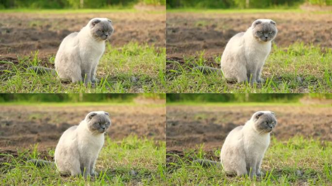 优雅的苏格兰折耳猫走在绿色的草地上。有趣的小猫在户外。漂亮的灰猫坐在外面的草坪上。小猫走。后院，夏日