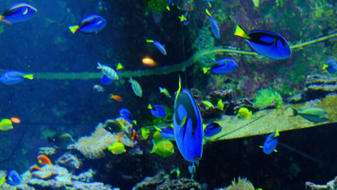 鱼群海洋馆水族馆海底世界