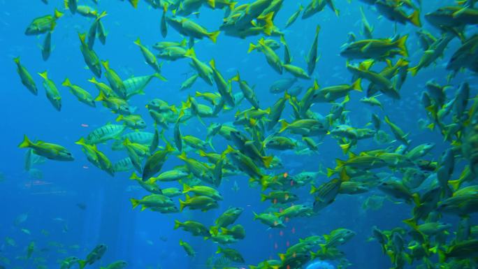 鱼群海洋馆水族馆海底世界