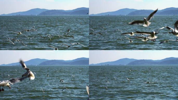 慢镜头升格蓝色海洋上飞翔的海鸥