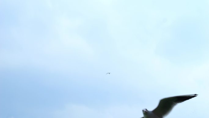 昆明滇池海鸥飞翔