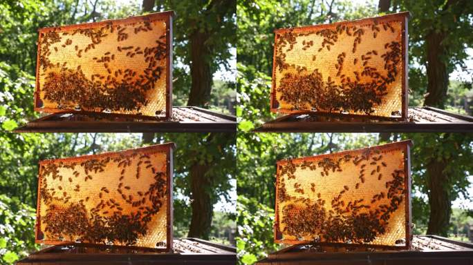 蜜蜂在蜂巢上行走，携带着蜂蜜