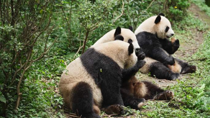 三只可爱国宝大熊猫坐在地上吃苹果