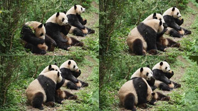 三只可爱国宝大熊猫坐在地上吃苹果