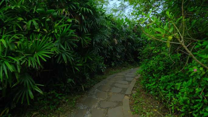 热带雨林湿地公园树林丛林