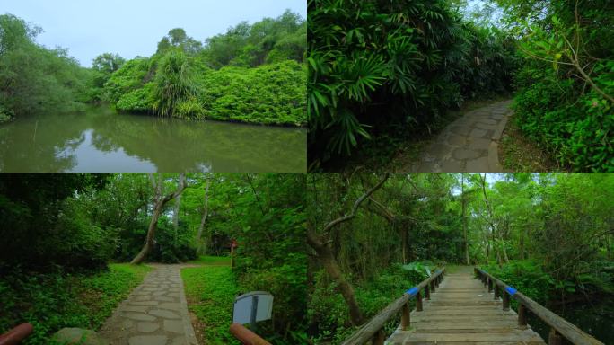 热带雨林湿地公园树林丛林