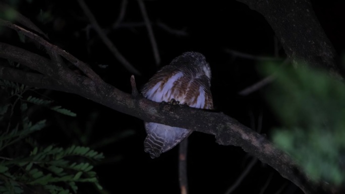 泰国的亚洲横斑猫头鹰Glaucidium cuculoides，它被一种声音吸引，头向后扭，然后突然