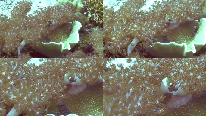 软珊瑚(Xenia sp.)在珊瑚礁上的软珊瑚