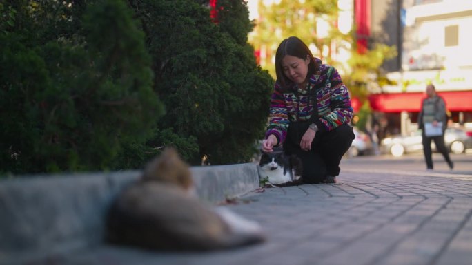 亚洲女游客在城市街头抚摸流浪猫