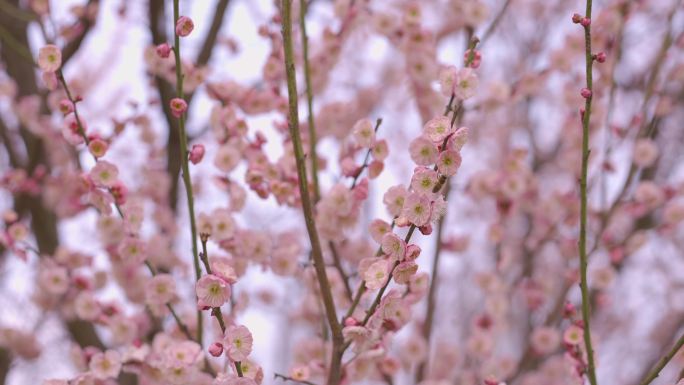 梅花赏梅