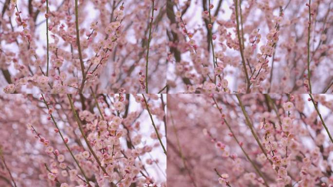 梅花赏梅