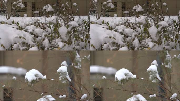 大雪压枝头