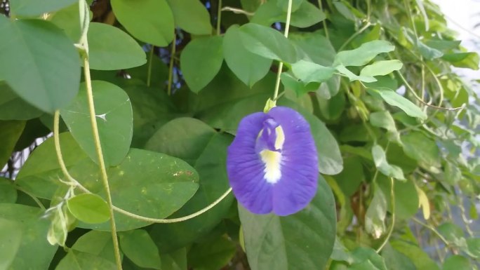 蓝蝴蝶豌豆，亚洲鸽翅，阴蒂花