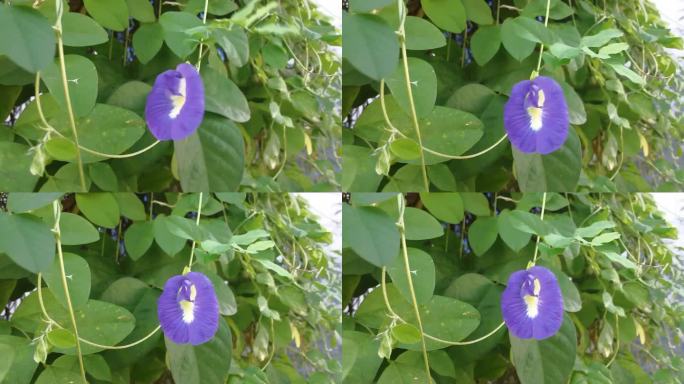 蓝蝴蝶豌豆，亚洲鸽翅，阴蒂花
