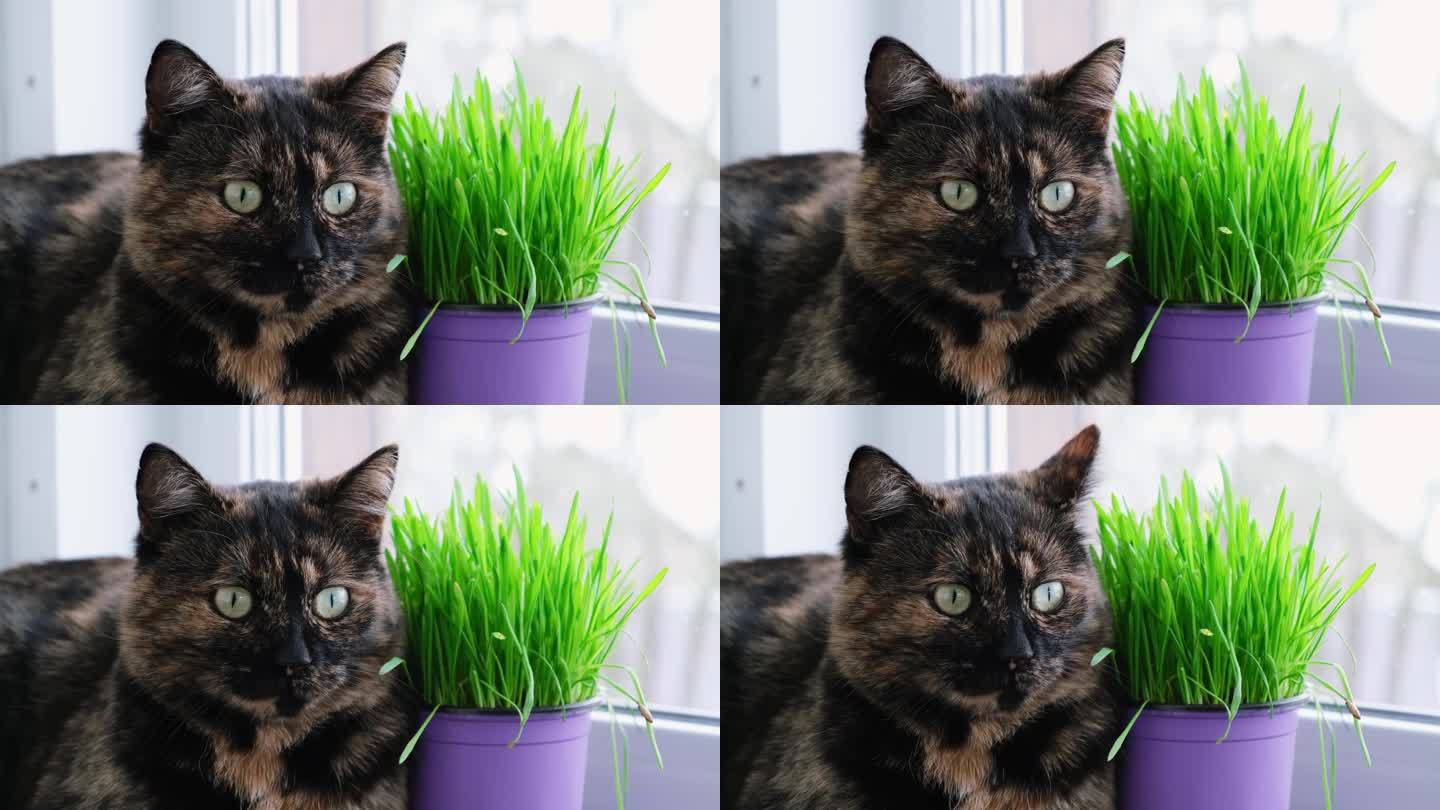 猫躺在窗台上的燕麦草旁。健康营养成分。在现场种植。高品质的4k画面。副本的空间。快乐的动物和健康的食