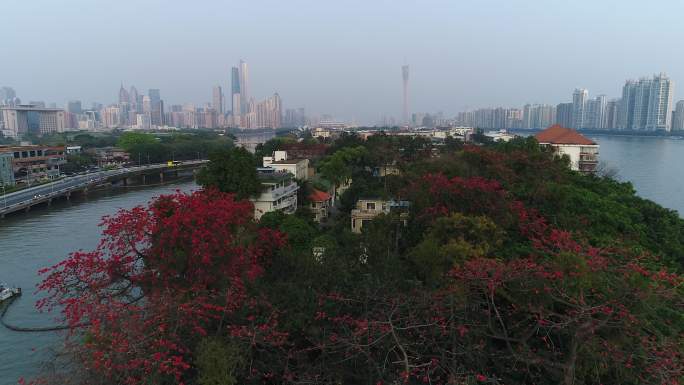 广州二沙岛木棉花航拍原素材