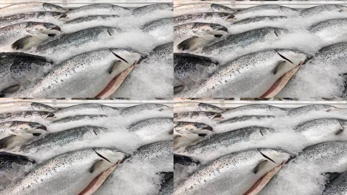 冷冻架上来自挪威的新鲜鲑鱼。三文鱼是一种富含蛋白质和欧米茄的营养食物。