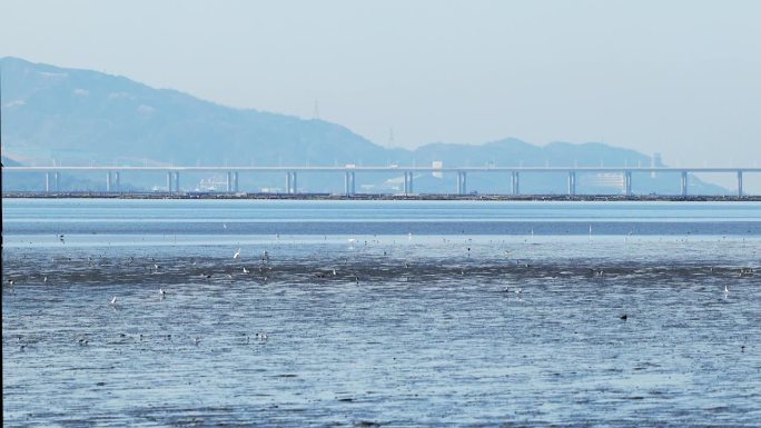 深圳前海跨海大桥风景