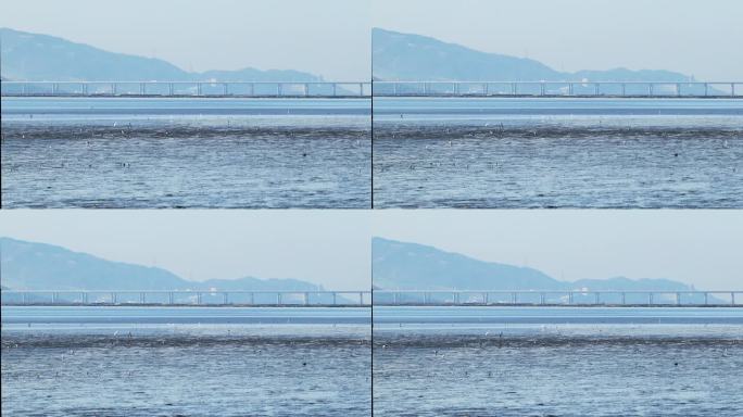 深圳前海跨海大桥风景