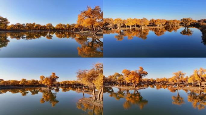 4K 额济纳旗胡杨林水面倒影