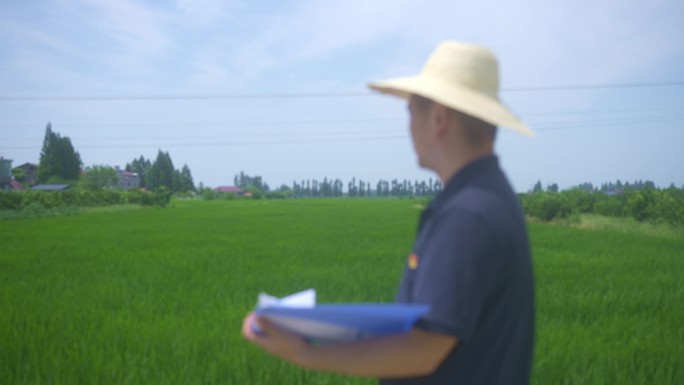 干部下乡调研农业水稻种植