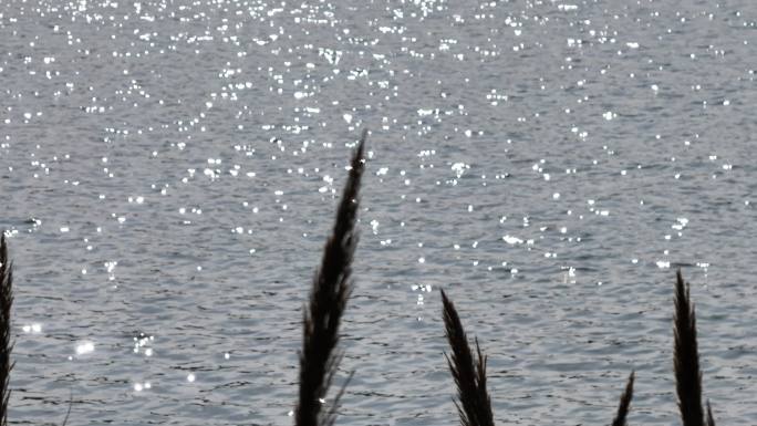 湖面波光粼粼 水面 芦苇 湖景 生活