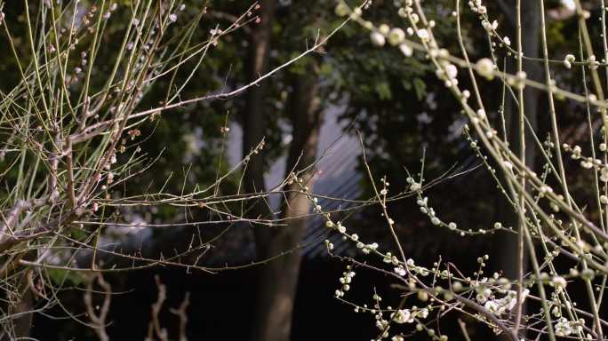 黄鹤楼梅园梅花 腊梅盛开纪实