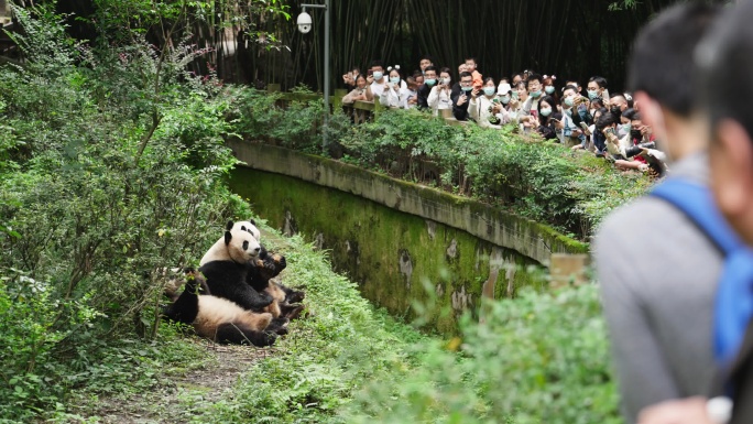 旅游景区成都大熊猫基地游客观看钓猫活动