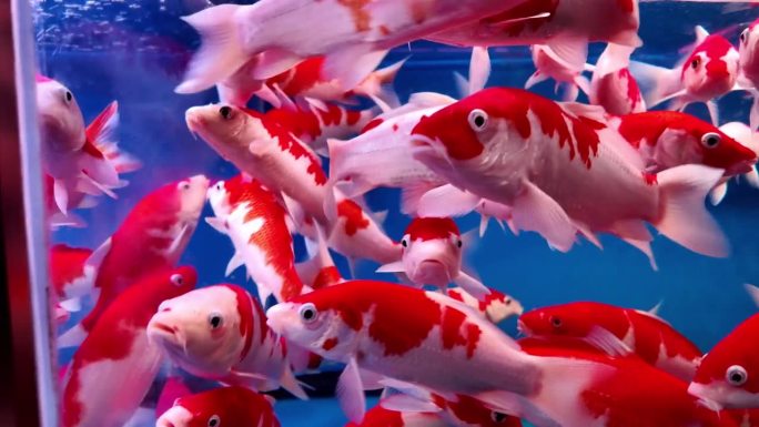鱼缸里的金鱼一群红色金鱼视频素材