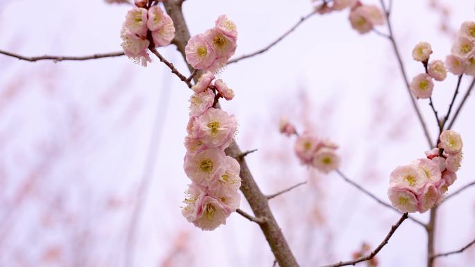 梅花公园