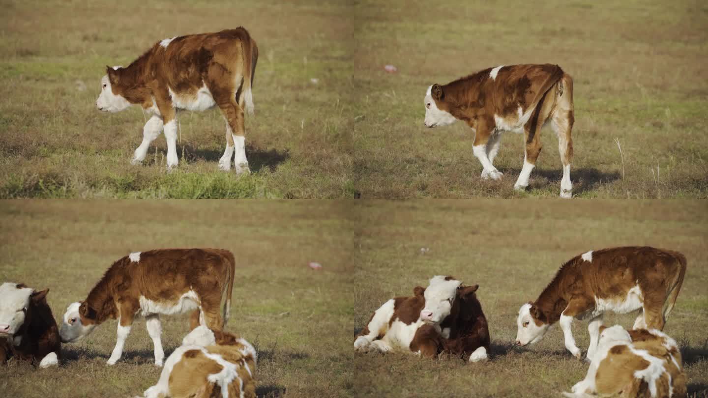 小牛犊找妈妈